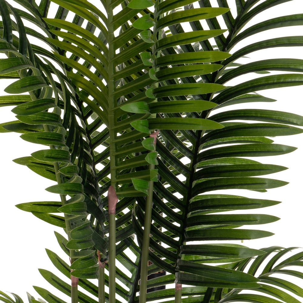 PALMEIRA FERREIRA 160CM