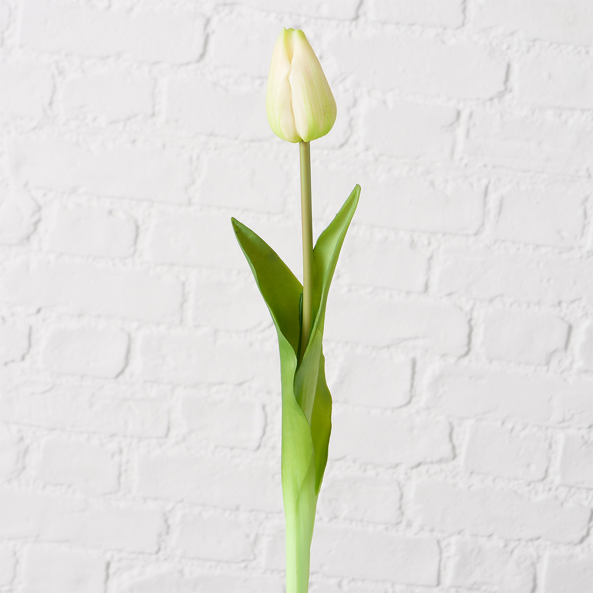 RAMA TULIPÁN KAMPEN BLANCO