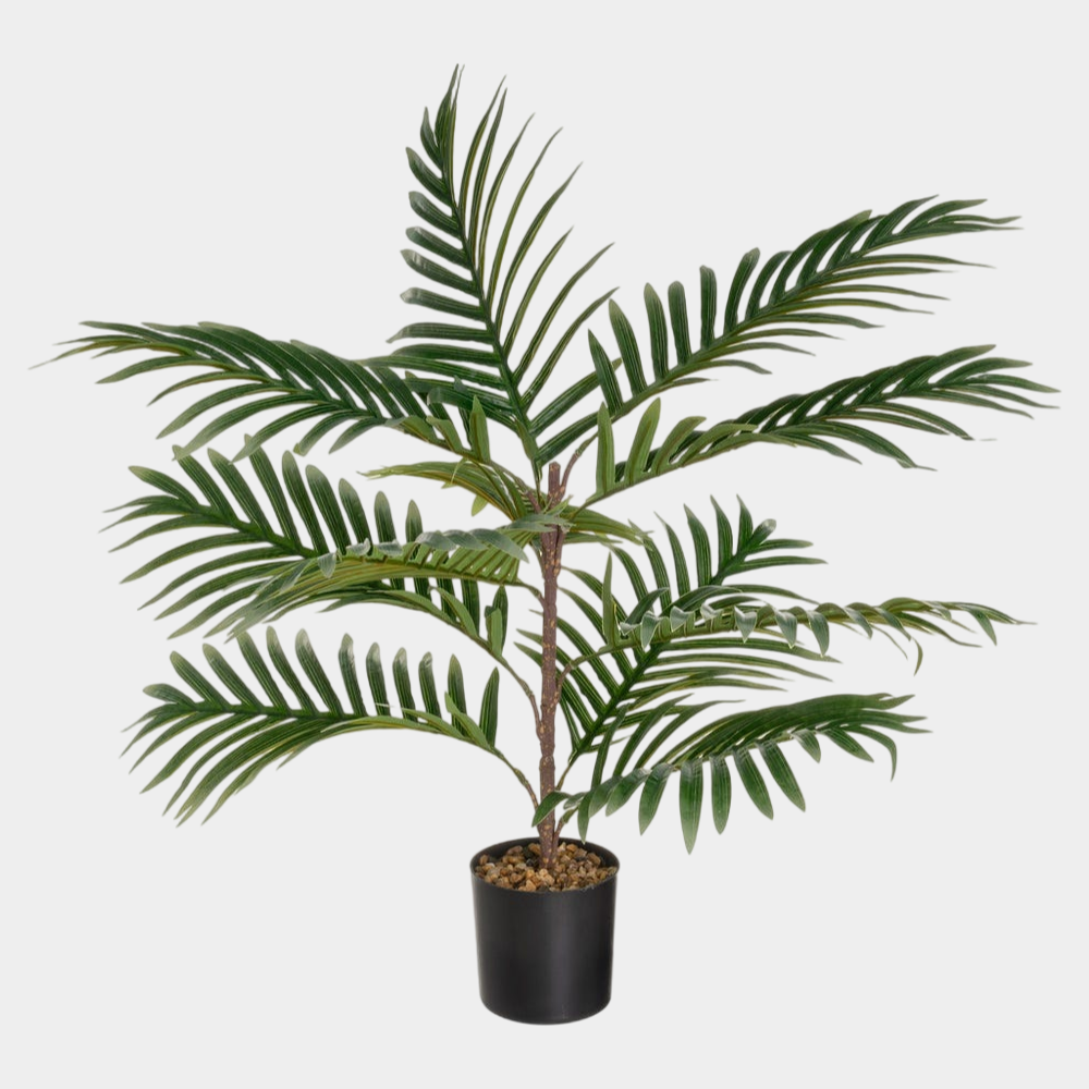 PALMEIRA FERRIERA 65CM