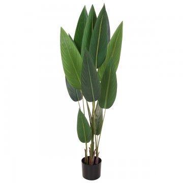 PLANTA KIKAO BANANA 130CM