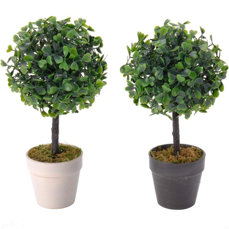 BUXUS EN CRISOL 9 pulgadas 2ass