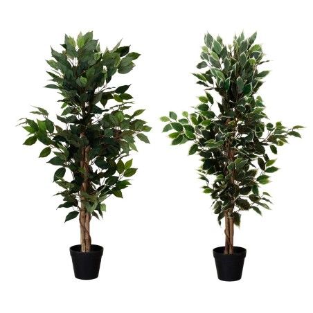 PLANTA FICUS DRESDE 114CM