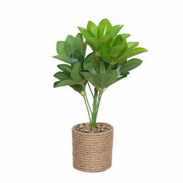 PLANTA CORELINE 33CM